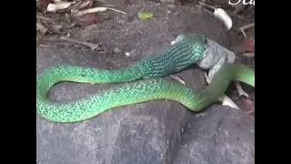 Gareen Snake is Hunting Monitor Lizard #snake #lizard #greensnake #monitorlizard