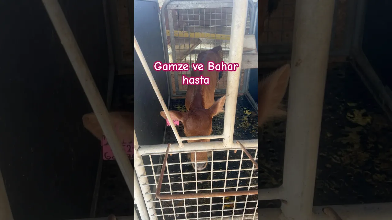 Gamze ve Bahar hasta