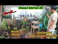 Download Lagu Obral bonsai Murbei waru dll bersama zaen Bonsai Wa +62 851-1722-5757