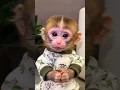 Download Lagu monyet comel monyet lucu monyet ketawa monyet pintar monyet bicara #lebaran #monkey