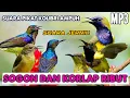 Download Lagu SUARA PIKAT  KOLIBRI KELAPA KOMBINASI SOGON | Sekali putar langsung lengket