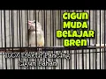 CIGUN MUDA BELAJAR BUNYI NGEBREN! Cocok Untuk PANCINGAN CIGUN BAHAN Agar CEPAT Gacor dan NGEBREN