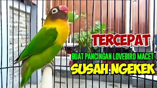 Download SUARA BURUNG LOVEBIRD GACOR NGEKEK PANJANG JEDA RAPAT, TERCEPAT BUAT PANCINGAN LOVEBIRD SUSAH NGEKEK MP3