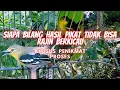 Download Lagu Tips Dari Hasil Mikat Sampai Burung Sirtu Rajin Berkicau