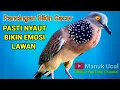Download Lagu TEKUKUR GACOR suara ngalas - 30menit  SUARA TEKUKUR Gacor Emosi cepat di respon TEKUKUR BAHAN Gacor