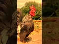 cute cock 🐓💞 \u0026 monkey 🐒 funny 🤣#funnyvideos #cock #monkey #viral #video #funny #cute #shorts #yt