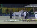 Download Lagu N 58 E S  LAYALI   Asharqia Gulf Straight Egyptian Arabian Cup 2020   Mares 7 9 Years Old Class 5