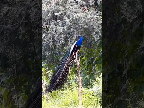 MOR #peacock