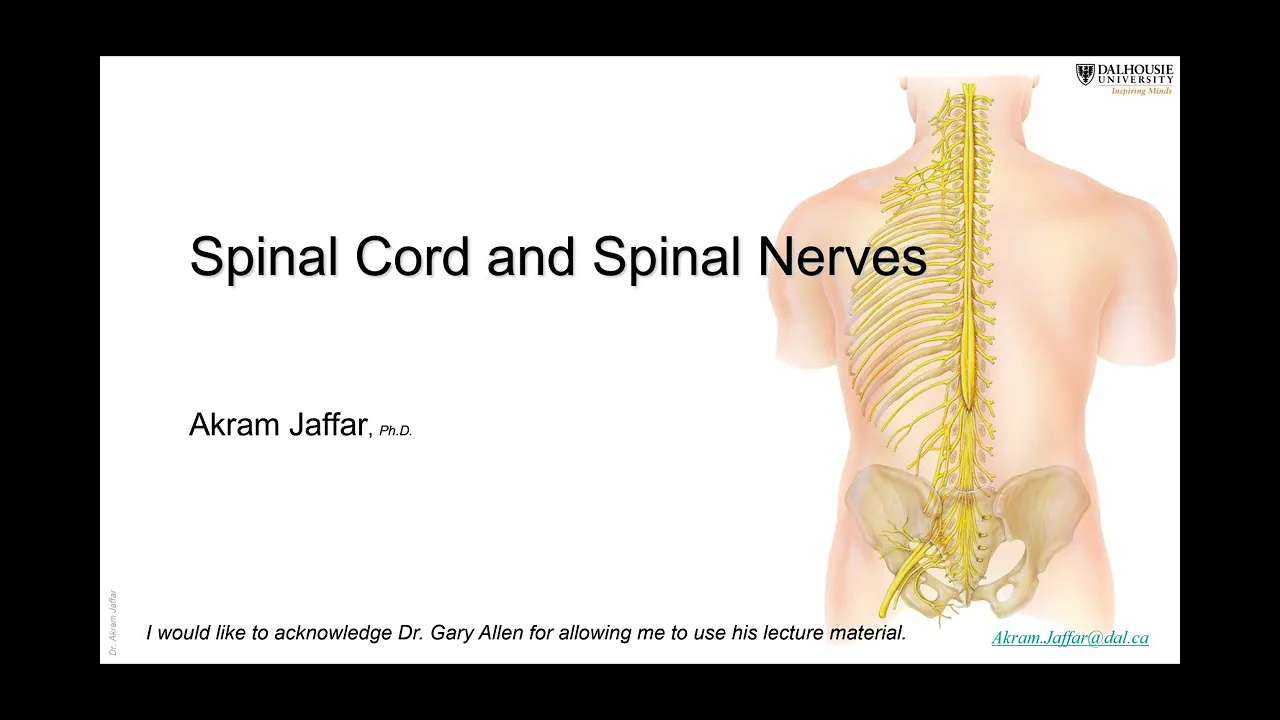 ANAT1010_14_Spinal cord + Anki flashcards