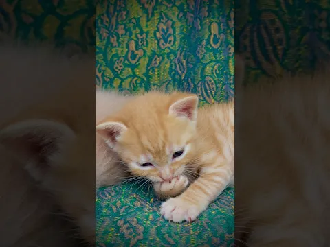 يا زين القط الصغير وهو ينظف أظافره 😂🧡