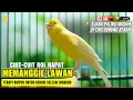 Download Lagu KENARI GACOR PANJANG CENGKOK MEWAH | Cuit Cuit Ngeroll EMOSI Pancingan Kenari Paud Belajar Bunyi🛑