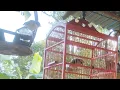 Download Lagu SUARA BURUNG KUTILANG BANYUMAS dan cendet