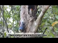 Download Lagu Sarang burung rambatan paruh merah kandang aviary 