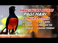 Download Lagu 🔴 LIVE 10 - Pancingan Murai Batu Pagi Hari Full Isian Tembakan Kasar Murai Lain Pasti Nyaut