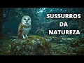 Download Lagu SUSSURROS DA NATUREZA – Refúgio das Criaturas Esquecidas no Reino Unido - Documentário De Animais