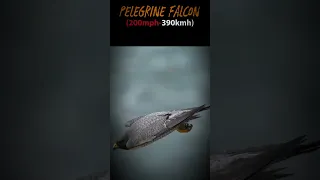 Fastest Brid In The Word 