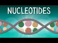 What Are Nucleotides DNA RNA Explained in 4 Minutes