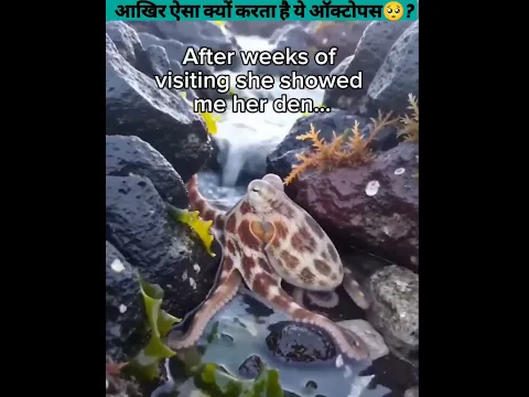 आखिर ऐसा क्यों करता है ये ऑक्टोपस🥺?