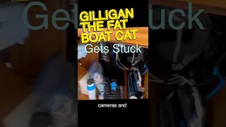 Gilligan Gets Stuck #shorts #gilliganthefatboatcat #greenies
