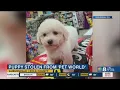 Maltese puppy valued at nearly 2K stolen from Auburndale pet store