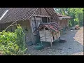 Download Lagu Kandang Ayam ala pedesaan bikin ayam betah telur banyak
