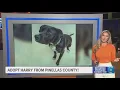 Give Harry from Pinellas County a fur-ever home