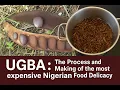 Download Lagu UGBA (Oil Bean Seed): THE PROCESS AND MAKING OF THE MOST EXPENSIVE NIGERIAN FOOD DELICACY