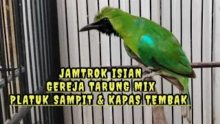 Download JAMTROK NGOTOT Isian GEREJA TARUNG Mix PLATUK SAMPIT Mix KAPAS TEMBAK - Cucak Ijo bongkar IsianKasar MP3