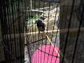 AMUNISI BARU!! BURUNG MASTERAN YANG LAGI VIRAL “VIOLET CUCKOO” !!