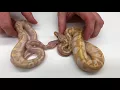 2017 Ball Pythons Super Bananas and Bamboo Combos ending the year on a high note