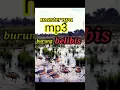 Razanya suara burung belibis rawa