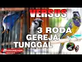 Download Lagu MASTERAN ANDALAN SEMUA JENIS BURUNG, VERSUS 3 RODA GEREJA GACOR, CUCAK CUNGKOK, DAN RAMBATAN GACOR