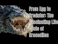 The Life Cycle of Crocodiles