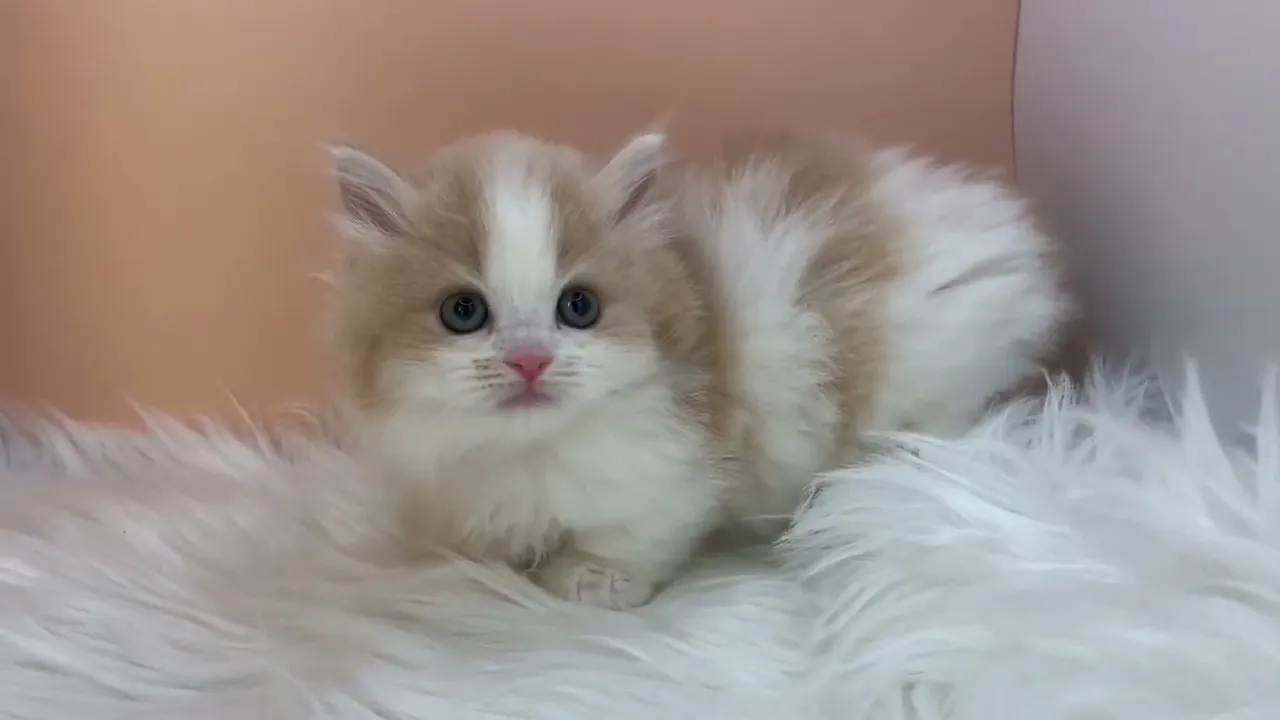 動画
