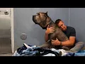 Logan the giant Cane Corso was returned