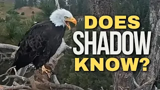 Is Shadow Grieving