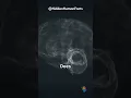 What Does the Temporal Lobe Control Learn About Sound and Memory Processing