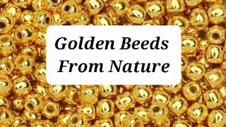 Stingless Honey Bee Golden Beeds Pollinators Honey Pollen Cerumen