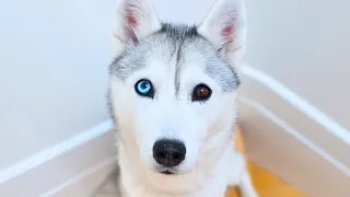 🔴 Hang Out with my Husky! (LIVE)