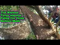 Download Lagu Trik Warisan Turun-temurun Paling Jitu Untuk Berburu Madu     #bee#honey#lebah#hutan#panenmaduhutan 