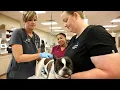 Internal Medicine for Pets BluePearl