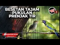 Lagu 🔴 Live Masteran Super Beset Tajam Cucak Cungkok Gacor vs Tembakan Prenjak Tir Panjang