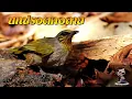Download Lagu Merbah lekir