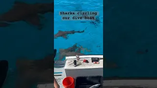Sharks circling our dive boat #shortvideo #shorts #shark #scubadiving #bahamas
