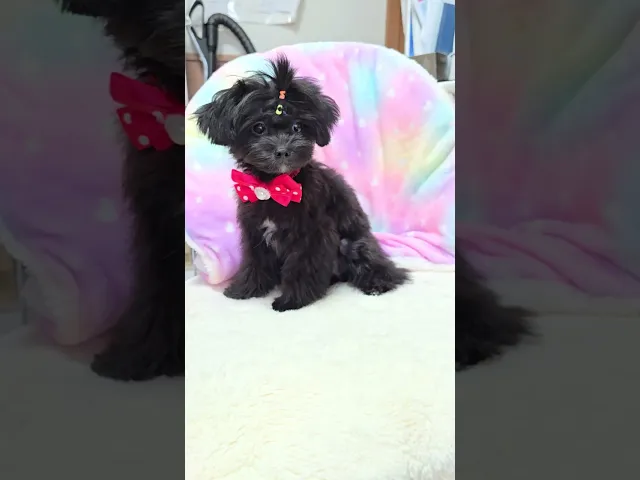 動画