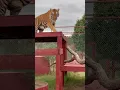 Impossible not to say oh big stretch when any animals stretches