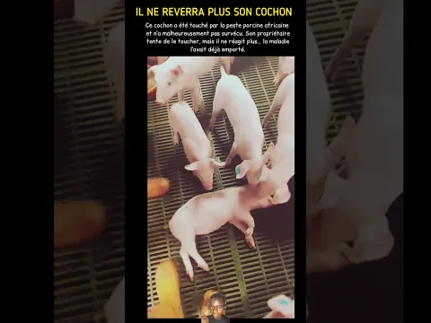 il ne reverra plus son cochon