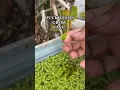 Download Lagu Bagaimana Mama Judy menanam dan memanfaatkan #Duckweed di kebunnya! 🍀 #shorts #gardening