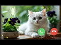 Download Lagu Best Ringtone Effect || Beautiful Cute Cat Ringtone Sound