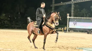 الكوماندا بطل مصر و محمد مدحت البيطار بطولة مصر الدولية لأدب الخيول العربية       دندنها
